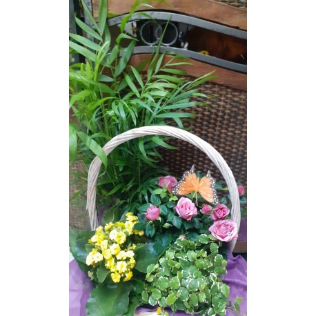 Canasto de plantas