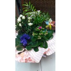 Centro plantas molinillo