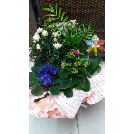 Centro plantas molinillo